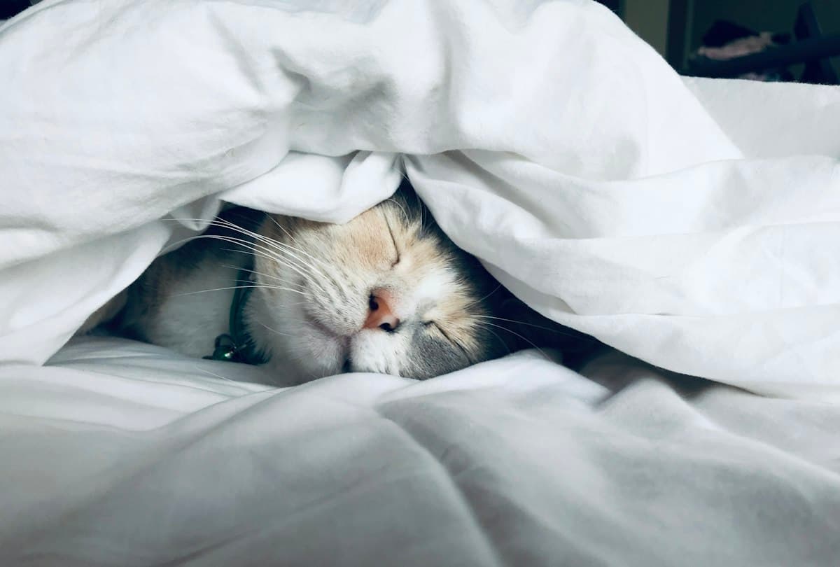 Person resting in a calm bedroom setting